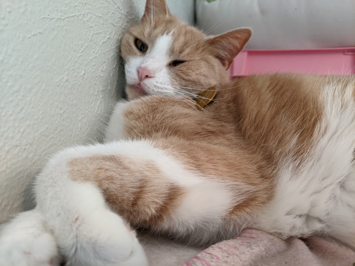 my cat